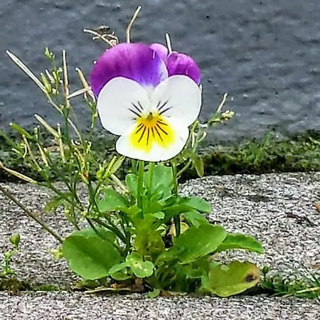 Mach Mal Pause Bei Geni & Bernd *