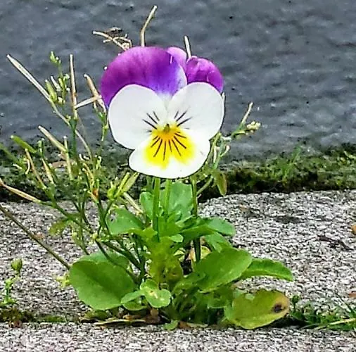 Mach Mal Pause Bei Geni & Bernd *